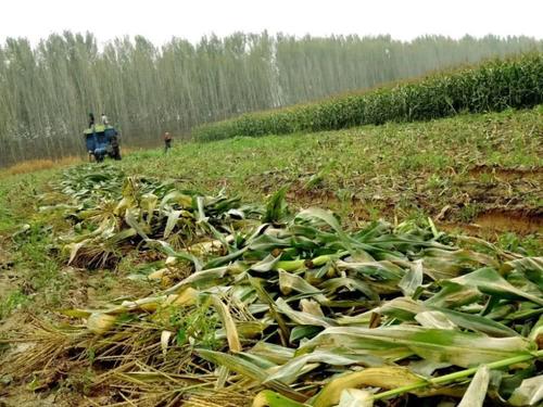 秸稈原料豐富 秸稈原料豐富