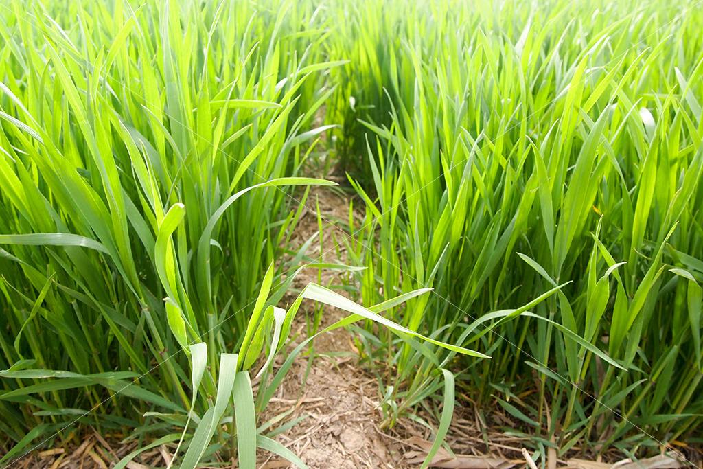 生物質資源豐富 生物質資源豐富