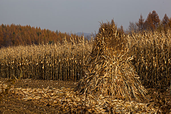 生物質資源豐富 生物質資源豐富